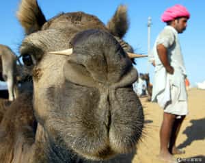 萬人齊聚沙漠  印度駱駝拍賣大會