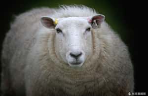 春天貝比潮    動物園的新生兒特輯