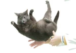 為什麼貓咪總能完美著地？日本科學家：全靠「軟Q」胸椎