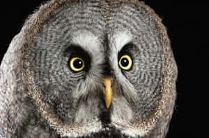 無現金社會來了  瑞典不搶銀行改偷貓頭鷹