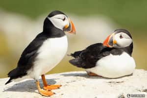 相愛久久的冰島鳥