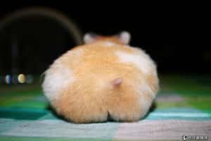 日本療癒新風潮：倉鼠屁屁