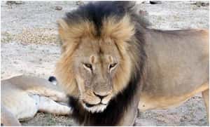 獅王賽西爾的犧牲 造福了子孫