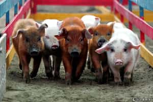 中國基改15公斤迷你豬 引發論戰