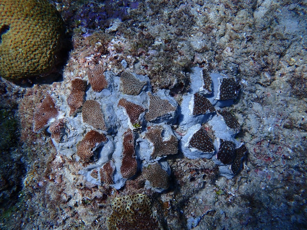 守護小琉球珊瑚礁生態　三大策略多管齊下