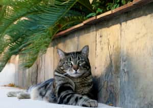 Sago Palm　蘇鐵有毒寵物當心