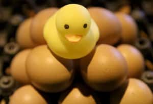 你今天吃蛋了嗎？回到鴨蛋風行年代，揭開雞蛋崛起之謎！