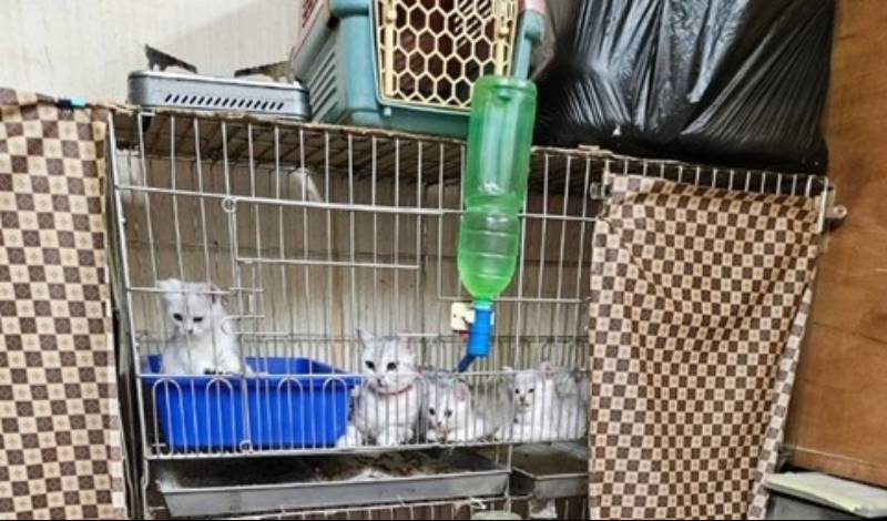 特寵業查核揭違規　新北業者遭重罰15萬