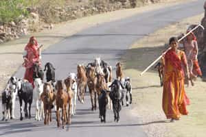 印度線上購物挑戰極限   連活羊也賣