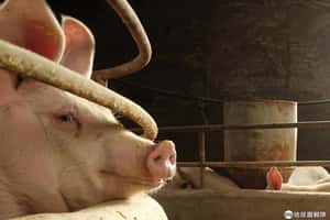 豬肉短缺怎麼辦？中國豬農：養大豬