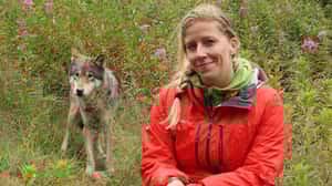 挪威屠殺野狼  源自人類欲望與誤解