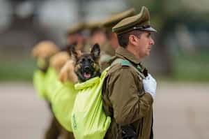 76隻狗狗國軍online！智利國慶閱兵典禮中的「毛士兵」