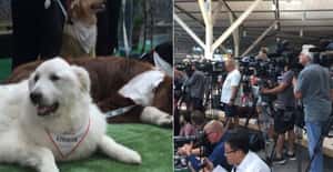 溫哥華機場公關犬 安撫旅客飛行焦慮