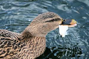 350萬條麵包漂河上   英基金會呼籲「請替鴨子的健康想一想」