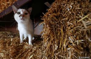 動物養老院  在比利時找到「小小的老傢伙」