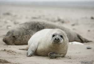 德國出現大量海豹死亡  學者：禽流感所致