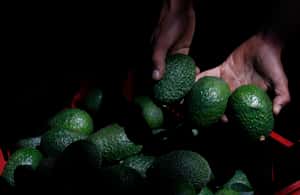 「血酪梨」：餐桌上的酪梨 背後比你想的血腥