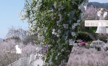 南投景點｜麝香木秘境 粉紅山丘整個山丘上都是浪漫粉紅色　