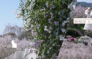 南投景點｜麝香木秘境 粉紅山丘整個山丘上都是浪漫粉紅色　