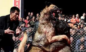 互咬到死   中國鬥狗發起人:只是娛樂