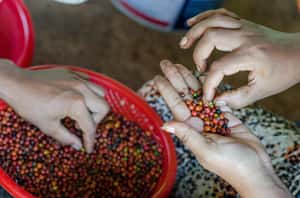 你不知道的世界級美食 「貢布胡椒」被歐盟列為保護食物