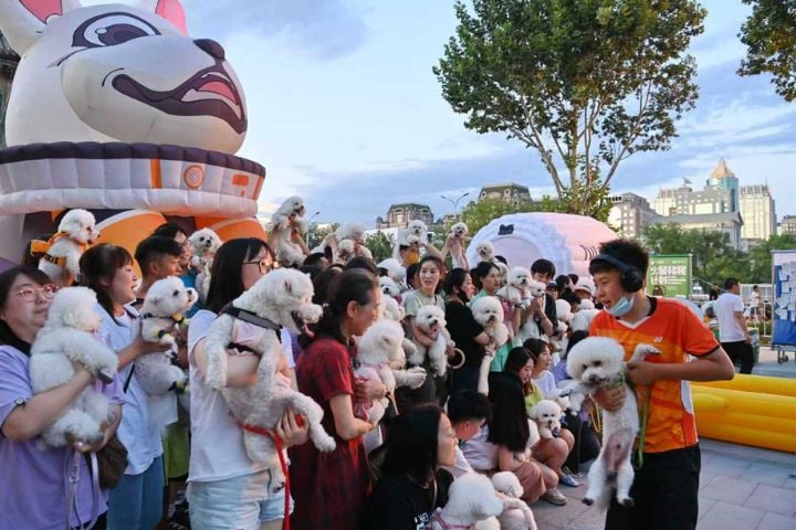  寵物「單飛」坐高鐵　「寵物友好」促大陸「它經濟」爆發 