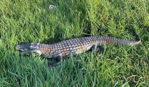 草叢鱷魚、老虎出逃、樹上無頭怪，原來通通是眼睛業障重？報警烏龍一籮筐