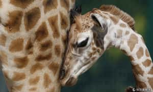 奧地利學者錄下長頸鹿夜半叫聲