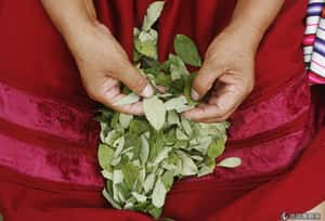 印加木乃伊 死前喝酒吃古柯