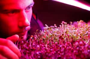 把閒置地下停車場變成蘑菇農場 巴黎新創公司落實低碳有機城市農耕