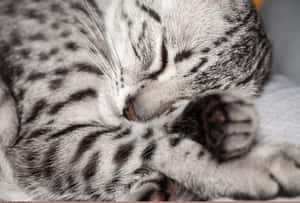 埃及人善待貓 古今皆然