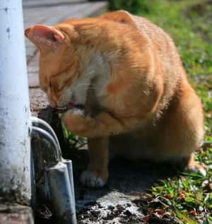 貓、幼雛、蜥蜴與松鼠──離我們很近又陌生的「都市生態」