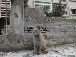 在敘利亞劃定「降溫區」  俄、土、伊朗要讓部分地區休戰