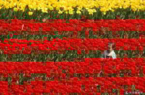 自然就是美   日本鬱金香花季來囉