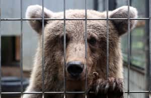 你有看過這麼胖的熊嗎？美國胖黑熊通緝中