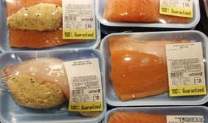 全球首例   美國開放基改鮭魚