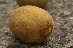 奇異果缺工危機  紐西蘭：叫背包客來採