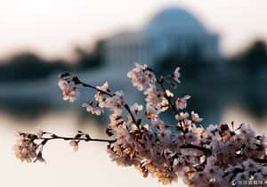 京都櫻花輸了？    華盛頓櫻花滿開染粉紀念館河岸