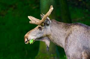 沒有抓馬的劇情，只有駝鹿漫步森林　瑞典慢電視吸引數百萬人守在螢幕前