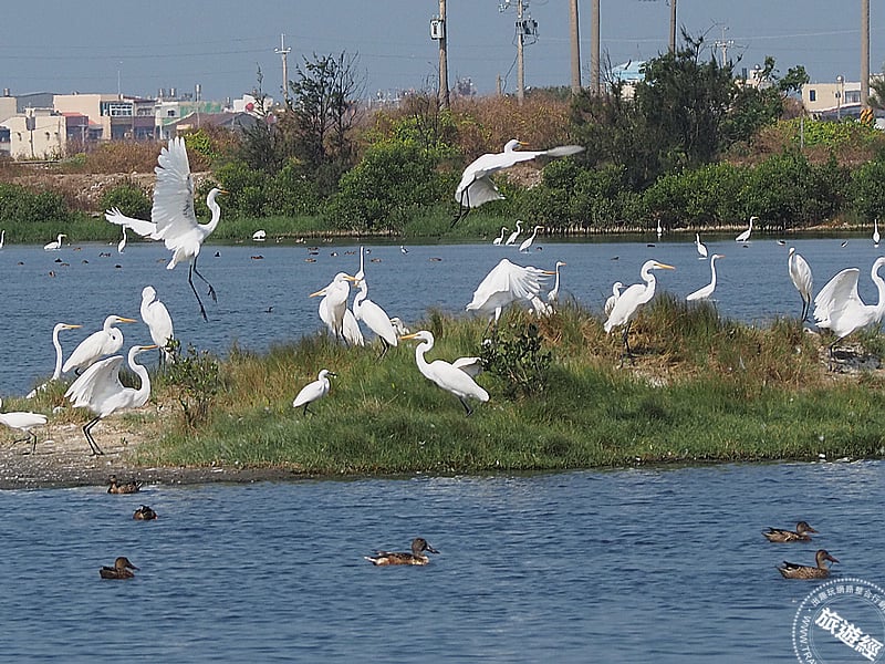與鳥兒相約在冬季 台南賞鳥6大目的地推薦！
