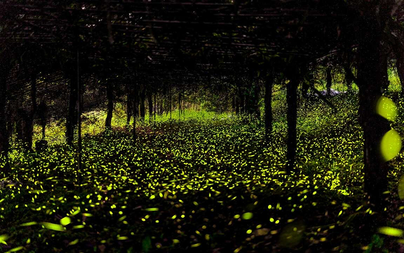 高雄那瑪夏賞螢季登場　全攻略帶你追尋春季限定「螢」光奇景