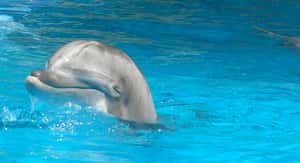 發情海豚騷擾遊客  法國海灘發出警告