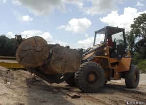 聯合國氣候大會 補助82億搶救雨林