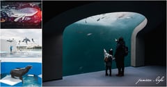 四國香川景點｜四國水族館｜超震撼巨型水槽．70多種夢幻水景．可愛海豚秀 – 潔妮食旅生活
