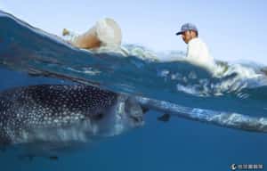 大自然的禮讚  鯨鯊振興小村經濟