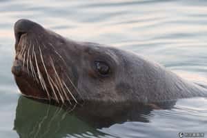壓不住後宮  南極海狗找企鵝練床上技巧