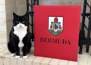 英國第一位貓咪外交官！前外交部捕鼠大臣帕默斯頓，遠赴百慕達擔任貓科顧問