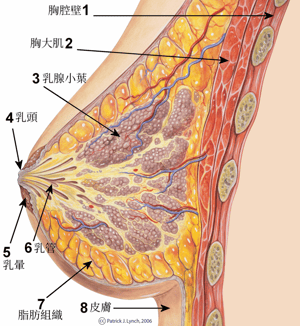 原來乳房裡面長這樣  twitter貼文引熱議