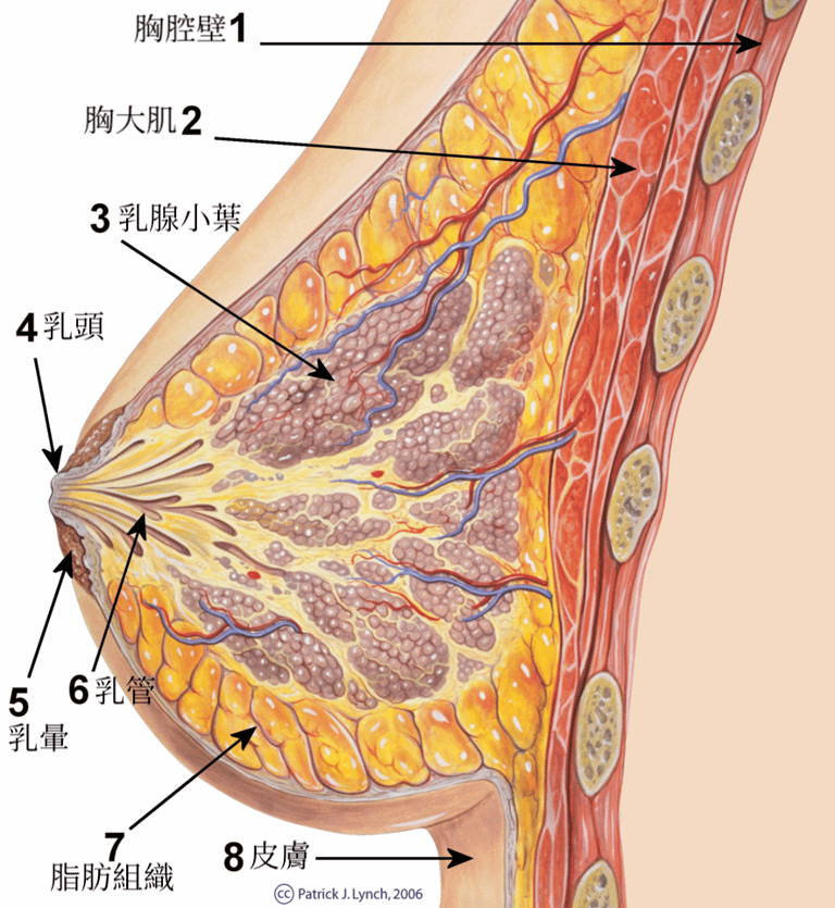 文章插圖