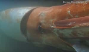 全球第二大軟體動物   巨烏賊現身日本海